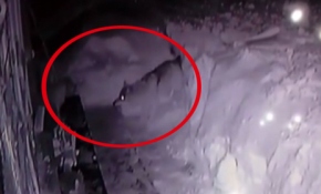 Aç kurtlar köpeğe böyle saldırdı