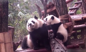 Sevimli yavru pandalar