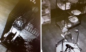 Köpekler böyle firar etti