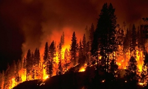 Avustralya'da orman yangınları