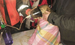 Kuyuya düşen köpek yavrusu kurtarıldı