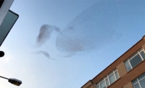 Sığırcık kuşlarının gökyüzündeki dansı hayran bıraktı