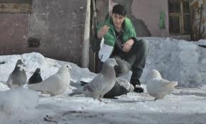 Zorlu kış şartlarında güvercin eğitimi