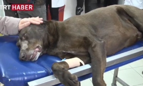 Teleskopik görüntüleme sistemi ile ameliyat