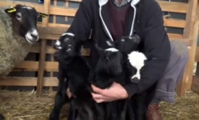 İthal ettiği 6 koyun beşiz doğurdu