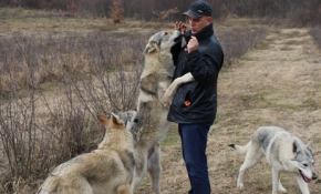 Evcilleştirdiği kurtlarla aynı evde yaşıyor