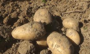 Ödemiş'te organik patates üretimi