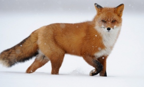 Acıkan tilki soluğu Çapan ailesinin evinde alıyor