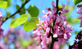 Baharın habercisi ilk cemre havaya düştü