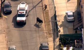 Kesimhaneden kaçan inek ekipleri uğraştırdı