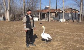 Kuğuyla 34 yıllık kadim dostluk