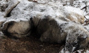 Köpek yavruları karda birbirlerine sarılarak dondu