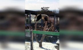 Panda profesyonel jimnastikçilere taş çıkarttı