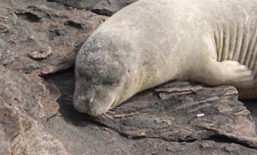 İzmir'de ortaya çıkan fok balığı büyük ilgi gördü