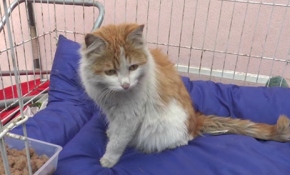 El Bab'ın şanslı kedisi 'Barış'