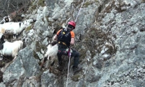 3 gün boyunca kurtarılmayı bekleyen keçiler