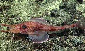 Okyanusların yürüyen canlısı