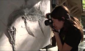 Dev timsah fosili, bilim insanlarını heyecanlandırdı