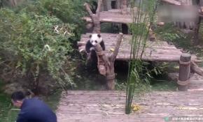 Bakıcısını rahat bırakmayan sevimli panda