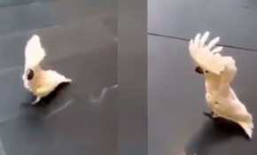 Kendini köpek sanan papağan