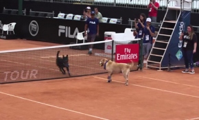 Tenis kortunu köpeklerle paylaştılar