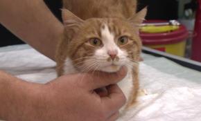 'Umut' kedinin umut dolu hikayesi