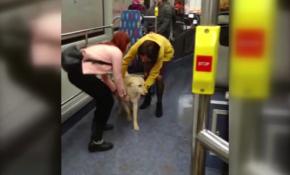 Yağmurdan kaçan köpek otobüse sığındı