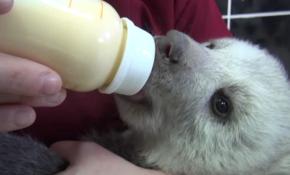 Tıpkı bir bebek gibi biberondan ayrılamayan yavru ayı