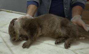 Kırmızı listedeki yaralı 'Su Samuru' tedavi altına alındı