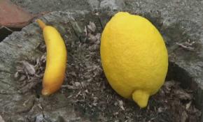 Muz görünümlü limon herkesi şaşırttı