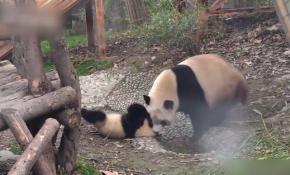Sevimli yavru pandaların banyo serüveni