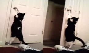 Kendi kapısını açan akıllı kedi