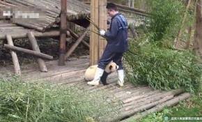 İlgi aşığı yaramaz pandalar