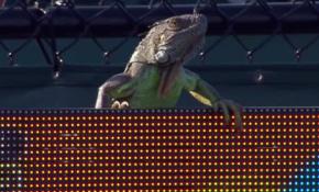 Maça giren davetsiz misafir!