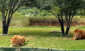 Safari turunda korku dolu anlar