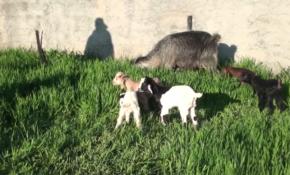 Beşiz oğlak yavruları ilgi odağı oldu