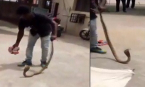 Zehirli yılanla oyuncak gibi oynadı