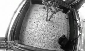 Peru'da Mars'a yakın koşullarda patates yetiştirildi