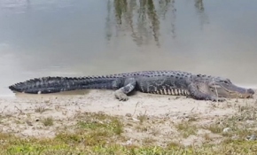 Mobilya mağazasında davetsiz misafir