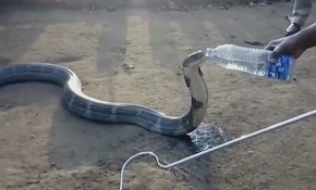 Pet şişeden su içen kobra yılanı