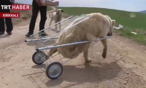 Pazar arabasını yürüteç yaptı