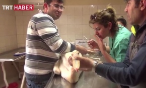 Yaralı pelikana belediyede tedavi