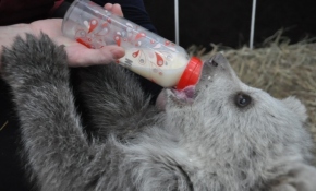 Yavru ayı bakıcısını annesi sanıyor