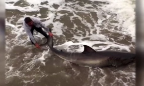 Köpekbalığı kıyıya vurdu