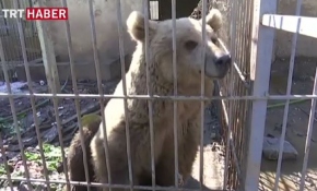 Hayvanat bahçesi de Musul'daki acımasız çatışmadan nasibini aldı