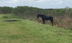Florida’da timsah ve atın nefes kesen mücadelesi