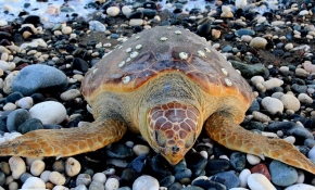 Balıkçı ağına caretta caretta takıldı