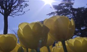 Sultanahmet'te 1453 metrekarelik 'lale halısı'
