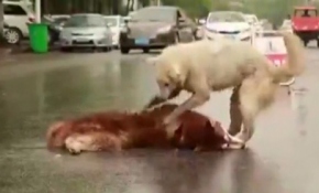 Arkadaşını kurtarmak için çabaladı