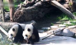 Sevimli pandalar yine iş başında...